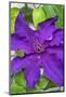 Purple Clematis, USA-Lisa Engelbrecht-Mounted Photographic Print