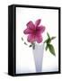 Purple clematis-null-Framed Stretched Canvas