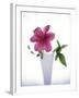 Purple clematis-null-Framed Premium Photographic Print