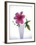 Purple clematis-null-Framed Premium Photographic Print