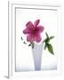 Purple clematis-null-Framed Premium Photographic Print