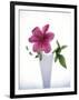 Purple clematis-null-Framed Premium Photographic Print