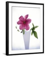 Purple clematis-null-Framed Photographic Print