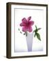 Purple clematis-null-Framed Photographic Print