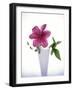 Purple clematis-null-Framed Photographic Print