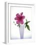 Purple clematis-null-Framed Photographic Print