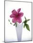 Purple clematis-null-Mounted Photographic Print