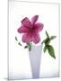 Purple clematis-null-Mounted Photographic Print