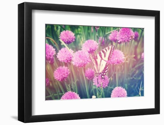 Purple Clives with Butterfly-melking-Framed Photographic Print