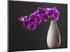 Purple Color Orchid in the Vase-eskay lim-Mounted Photographic Print