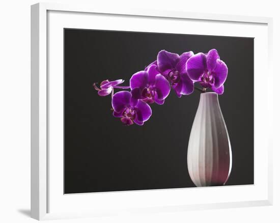 Purple Color Orchid in the Vase-eskay lim-Framed Photographic Print