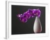 Purple Color Orchid in the Vase-eskay lim-Framed Photographic Print