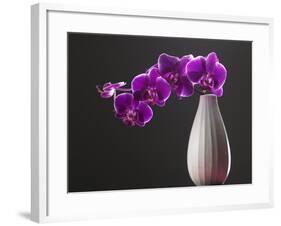 Purple Color Orchid in the Vase-eskay lim-Framed Photographic Print