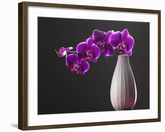 Purple Color Orchid in the Vase-eskay lim-Framed Photographic Print