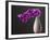 Purple Color Orchid in the Vase-eskay lim-Framed Photographic Print