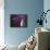 Purple Color Orchid in the Vase-eskay lim-Mounted Photographic Print displayed on a wall