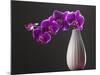 Purple Color Orchid in the Vase-eskay lim-Mounted Photographic Print