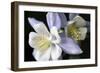 Purple Columbine I-Tammy Putman-Framed Photographic Print