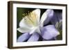 Purple Columbine II-Tammy Putman-Framed Photographic Print