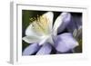 Purple Columbine II-Tammy Putman-Framed Photographic Print