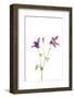 Purple Columbine on White Background, Marion County, Illinois-Richard and Susan Day-Framed Photographic Print