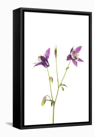 Purple Columbine on White Background, Marion County, Illinois-Richard and Susan Day-Framed Stretched Canvas