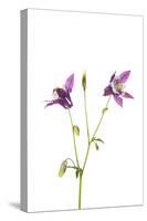 Purple Columbine on White Background, Marion County, Illinois-Richard and Susan Day-Stretched Canvas