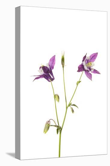 Purple Columbine on White Background, Marion County, Illinois-Richard and Susan Day-Stretched Canvas