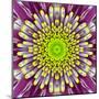 Purple Concentric Flower Center: Mandala Kaleidoscopic-tr3gi-Mounted Art Print