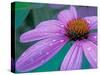 Purple Cone Flower with Water Drops-Brent Bergherm-Stretched Canvas