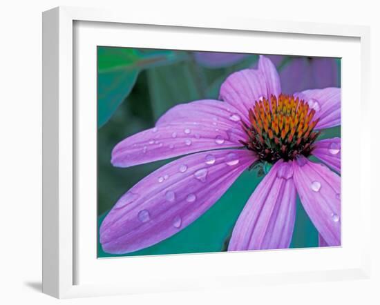 Purple Cone Flower with Water Drops-Brent Bergherm-Framed Premium Photographic Print