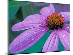 Purple Cone Flower with Water Drops-Brent Bergherm-Mounted Premium Photographic Print