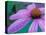 Purple Cone Flower with Water Drops-Brent Bergherm-Stretched Canvas