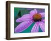 Purple Cone Flower with Water Drops-Brent Bergherm-Framed Photographic Print