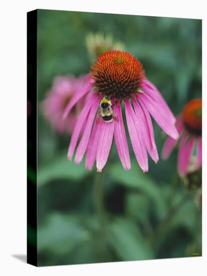 Purple Coneflower (Echinacea Purpurea) with Bee-Ottmar Diez-Stretched Canvas