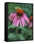 Purple Coneflower (Echinacea Purpurea) with Bee-Ottmar Diez-Framed Stretched Canvas