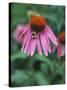 Purple Coneflower (Echinacea Purpurea) with Bee-Ottmar Diez-Stretched Canvas