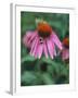 Purple Coneflower (Echinacea Purpurea) with Bee-Ottmar Diez-Framed Photographic Print