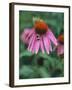 Purple Coneflower (Echinacea Purpurea) with Bee-Ottmar Diez-Framed Photographic Print