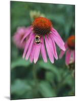 Purple Coneflower (Echinacea Purpurea) with Bee-Ottmar Diez-Mounted Photographic Print