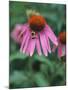 Purple Coneflower (Echinacea Purpurea) with Bee-Ottmar Diez-Mounted Photographic Print