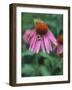 Purple Coneflower (Echinacea Purpurea) with Bee-Ottmar Diez-Framed Photographic Print