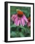 Purple Coneflower (Echinacea Purpurea) with Bee-Ottmar Diez-Framed Photographic Print