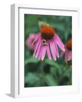 Purple Coneflower (Echinacea Purpurea) with Bee-Ottmar Diez-Framed Photographic Print