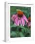 Purple Coneflower (Echinacea Purpurea) with Bee-Ottmar Diez-Framed Photographic Print