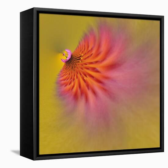 Purple Coneflower, Louisville, Kentucky-Adam Jones-Framed Stretched Canvas