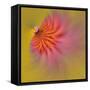 Purple Coneflower, Louisville, Kentucky-Adam Jones-Framed Stretched Canvas