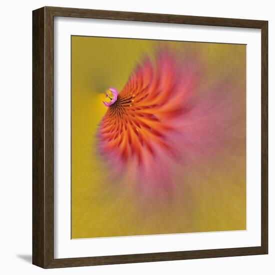 Purple Coneflower, Louisville, Kentucky-Adam Jones-Framed Photographic Print