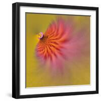 Purple Coneflower, Louisville, Kentucky-Adam Jones-Framed Photographic Print