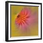 Purple Coneflower, Louisville, Kentucky-Adam Jones-Framed Photographic Print